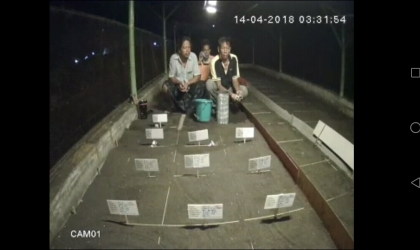 Menemukan Penyu Bertelur di Pantai Santen