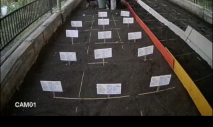 Menemukan Penyu Bertelur di Pantai Santen