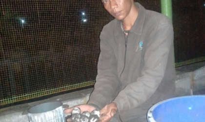 Menemukan Penyu Bertelur di Pantai Boom