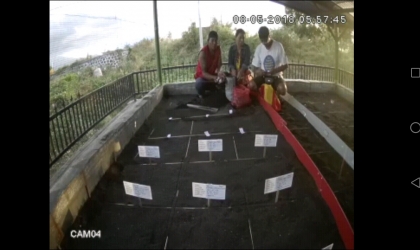 Menemukan Penyu Bertelur di Pantai Sobo