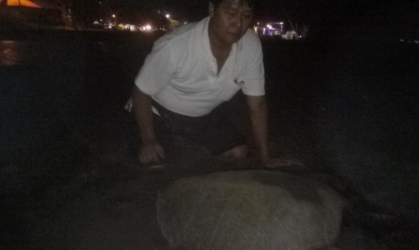 Menemukan Penyu Bertelur di Pantai Boom