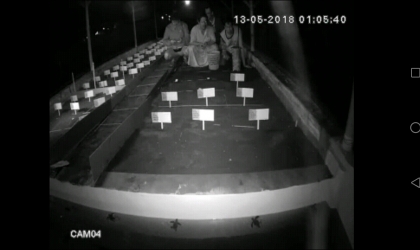 Menemukan Penyu Bertelur di Pantai Santen