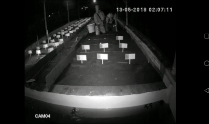 Menemukan Penyu Bertelur di Pantai Boom