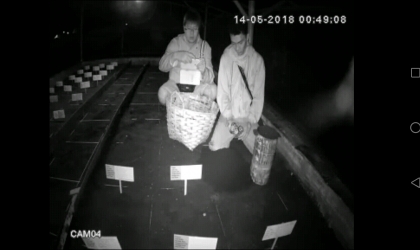 Menemukan Penyu Bertelur di Pantai Boom