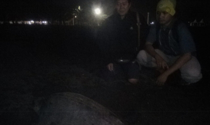 Menemukan Penyu Bertelur di Pantai Boom