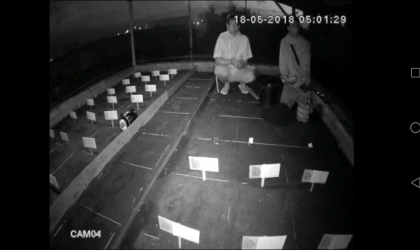 Menemukan Penyu Bertelur di Pantai Boom