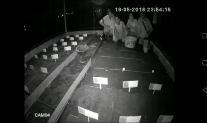 Menemukan Penyu Bertelur di Pantai Santen