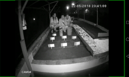 Menemukan Penyu Bertelur di Pantai Santen