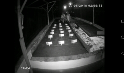 Menemukan Penyu Bertelur di Pantai Mirah