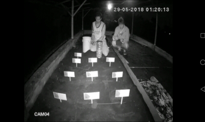 Menemukan Penyu Bertelur di Pantai Boom