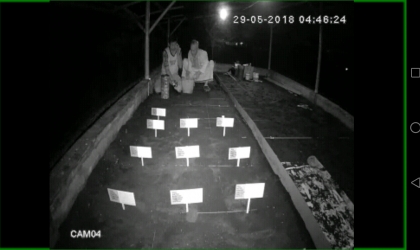 Menemukan Penyu Bertelur di Pantai Sobo