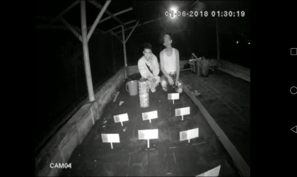 Menemukan Penyu Bertelur di Pantai Mirah