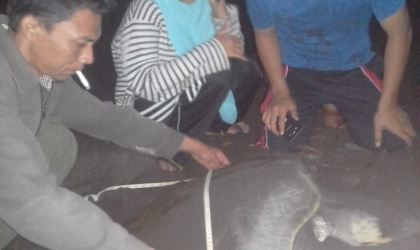 Menemukan Penyu Bertelur di Pantai Boom