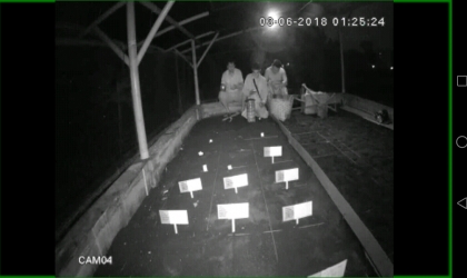 Menemukan Penyu Bertelur di Pantai Boom