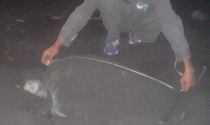 Penyu Lekang Bertelur