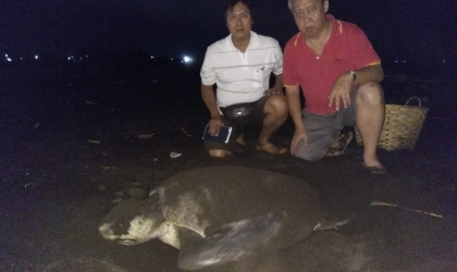 Penyu Lekang Bertelur