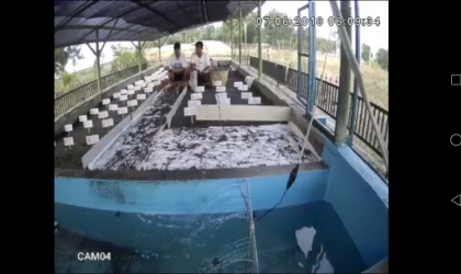 Menemukan Penyu Bertelur di Pantai Boom