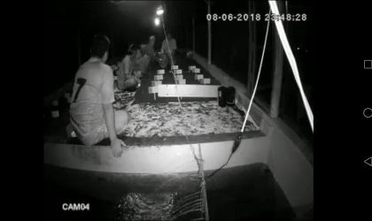 Menemukan Penyu Bertelur di Pantai Mirah