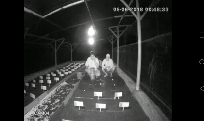 Menemukan Penyu Bertelur di Pantai Cacalan