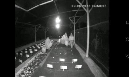 Menemukan Penyu Bertelur di Pantai Sobo