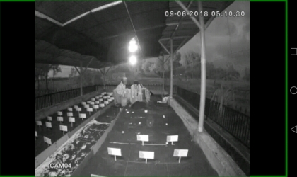 Menemukan Penyu Bertelur di Pantai Sobo