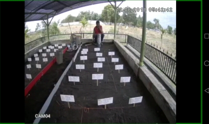 Menemukan Penyu Bertelur di Pantai Sobo