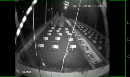 Menemukan Penyu Bertelur di Pantai Sobo