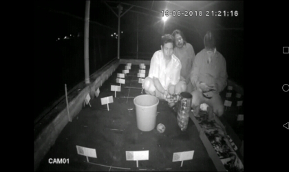 Menemukan Penyu Bertelur di Pantai Santen