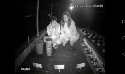 Menemukan Penyu Bertelur di Pantai Santen