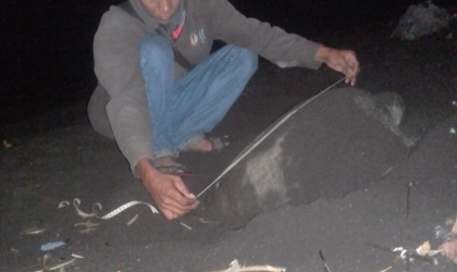 Menemukan Penyu Bertelur di Pantai Boom