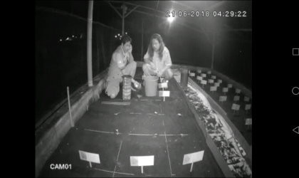 Menemukan Penyu Bertelur di Pantai Santen