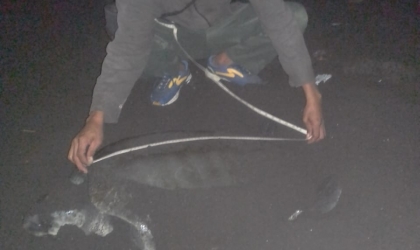 Menemukan Penyu Bertelur di Pantai Boom