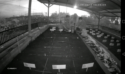 Menemukan Penyu Bertelur di Pantai Sobo