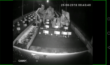 Menemukan Penyu Bertelur di Pantai Mirah