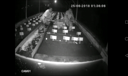 Menemukan Penyu Bertelur di Pantai Boom