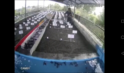 Menemukan Penyu Bertelur di Pantai Santen