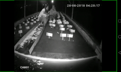 Menemukan Penyu Bertelur di Pantai Santen