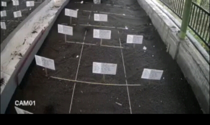 Menemukan Penyu Bertelur di Pantai Sobo