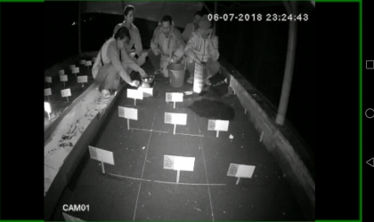 Menemukan Penyu Bertelur di Pantai Santen