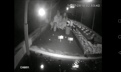 Menemukan Penyu Bertelur di Pantai Santen