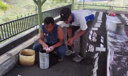 Menemukan Penyu Bertelur di Pantai Sobo