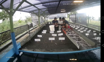 Menemukan Penyu Bertelur di Pantai Sobo