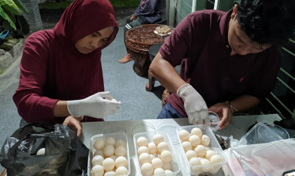 FIKKIA UNAIR Banyuwangi Teliti Cloacal Mucus Penyu Bersama BSTF