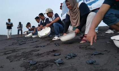 Pelepasliaran Tukik Bersama Indofood