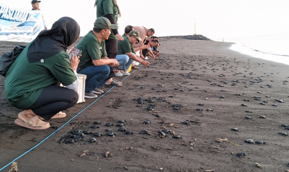 Pelepasliaran Tukik Bersama Indofood