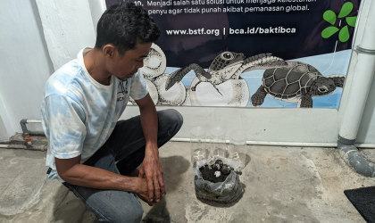 Menemukan Penyu Bertelur di Pantai Pulau Santen