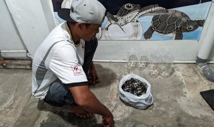 Menemukan Penyu Bertelur di Pantai Pulau Santen