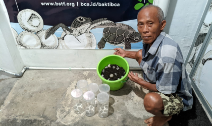 Menemukan Penyu Bertelur di Pantai Mirah