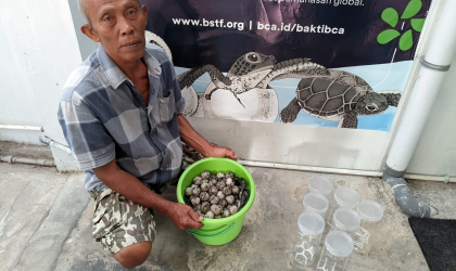 Menemukan Penyu Bertelur di Pantai Mirah
